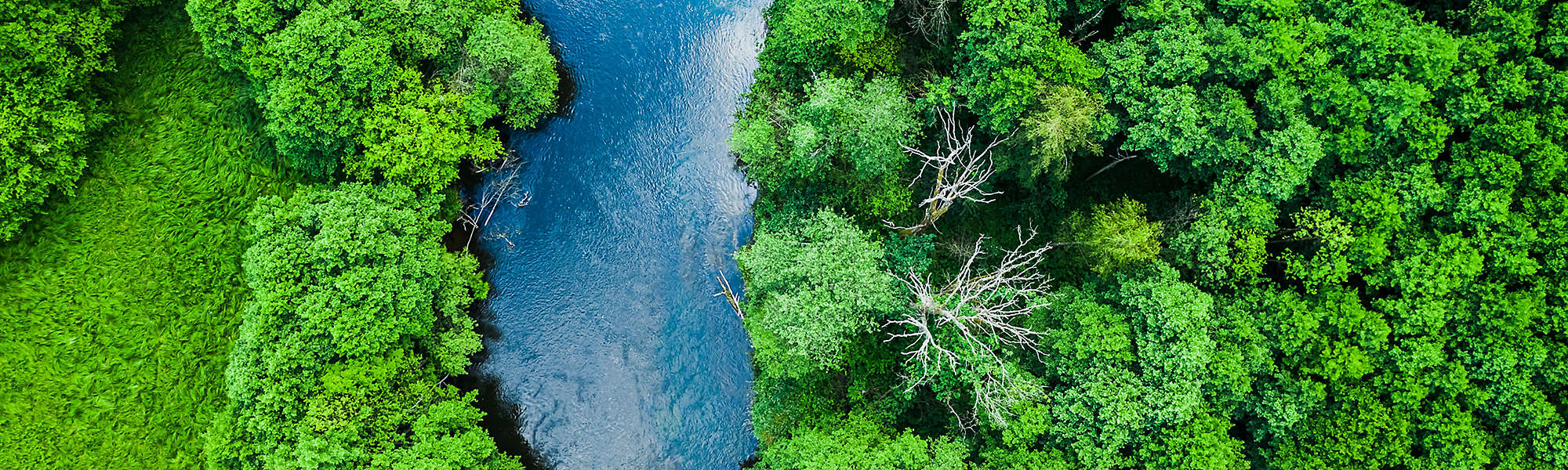 Aerial view of forest and river in Tuchola national park