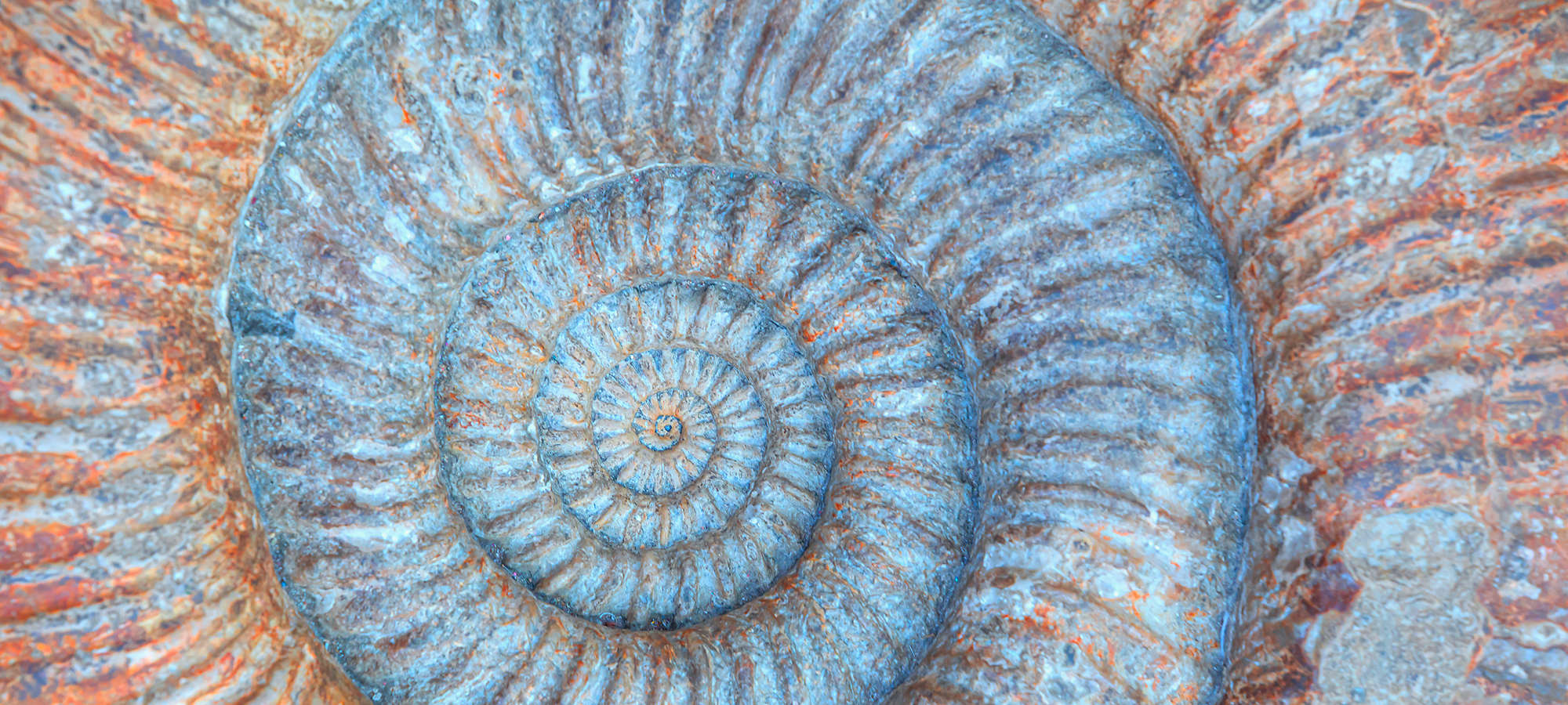 Closeup ammonite prehistoric fossil