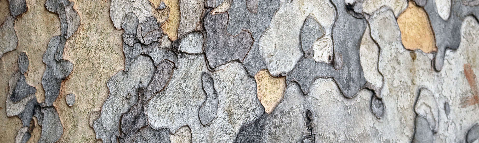 Tree bark trunk autumn