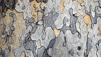 Tree bark trunk autumn