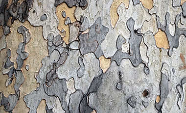 Tree bark trunk autumn