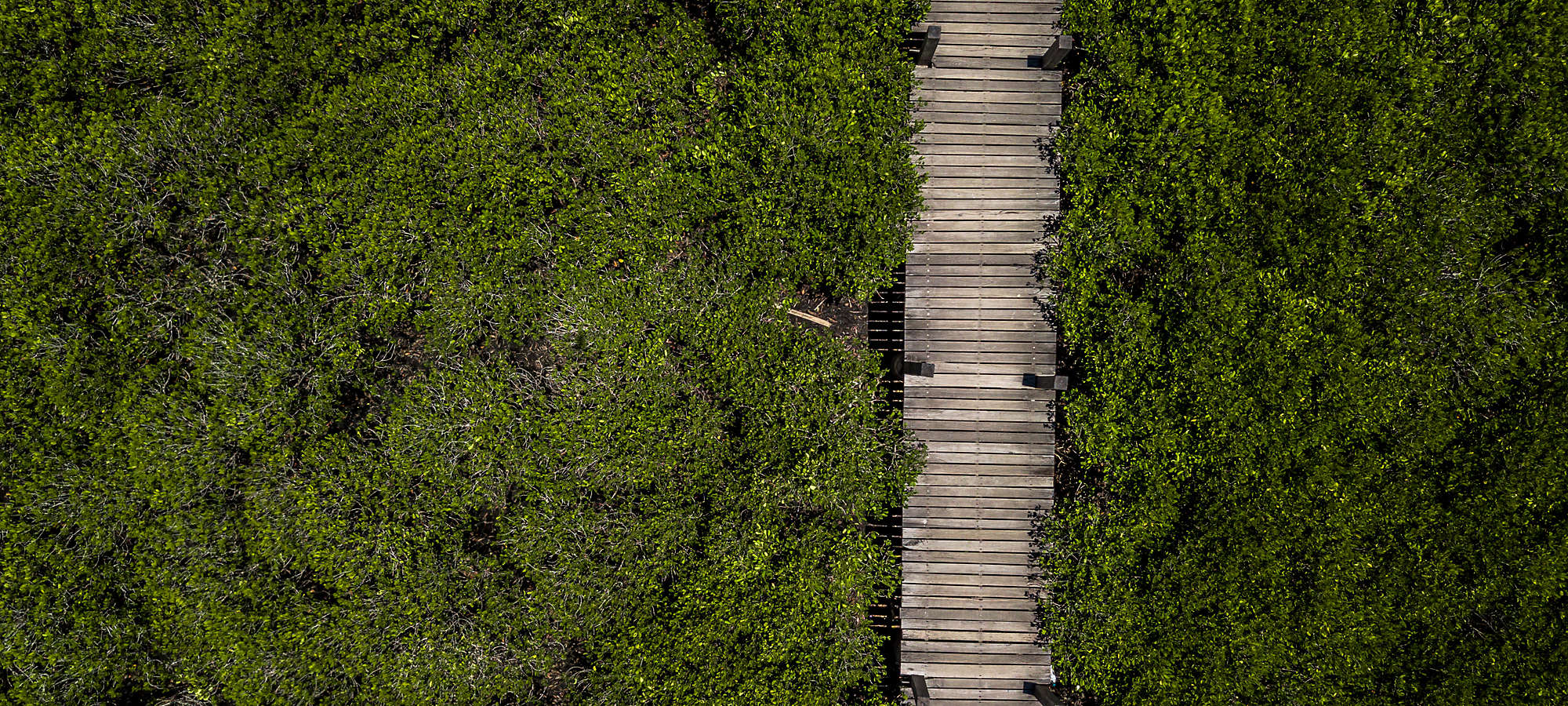 Aerial wooden bridge walkway forest