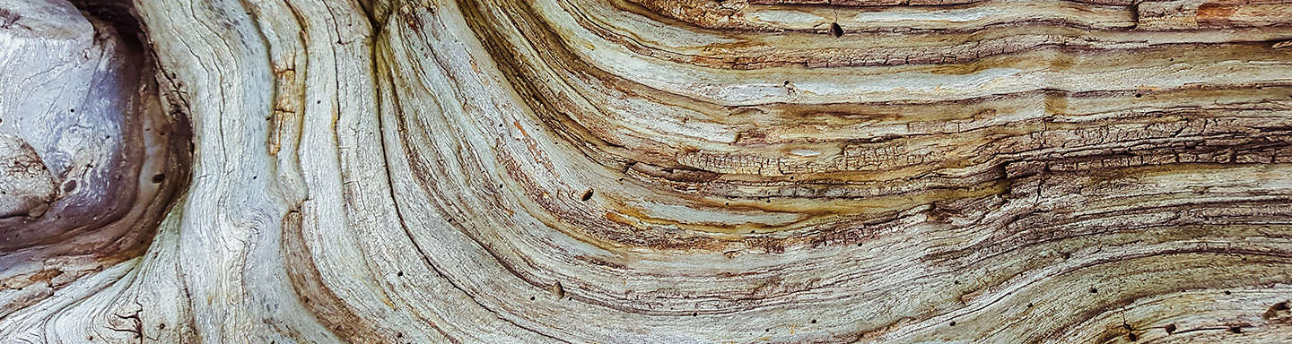 close-up-of-tree-bark