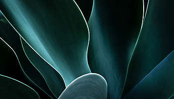 Closeup Agave Plant Banner