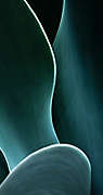 Closeup Agave Plant Banner