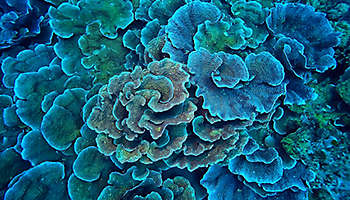 Infographic: Trading Under Trump