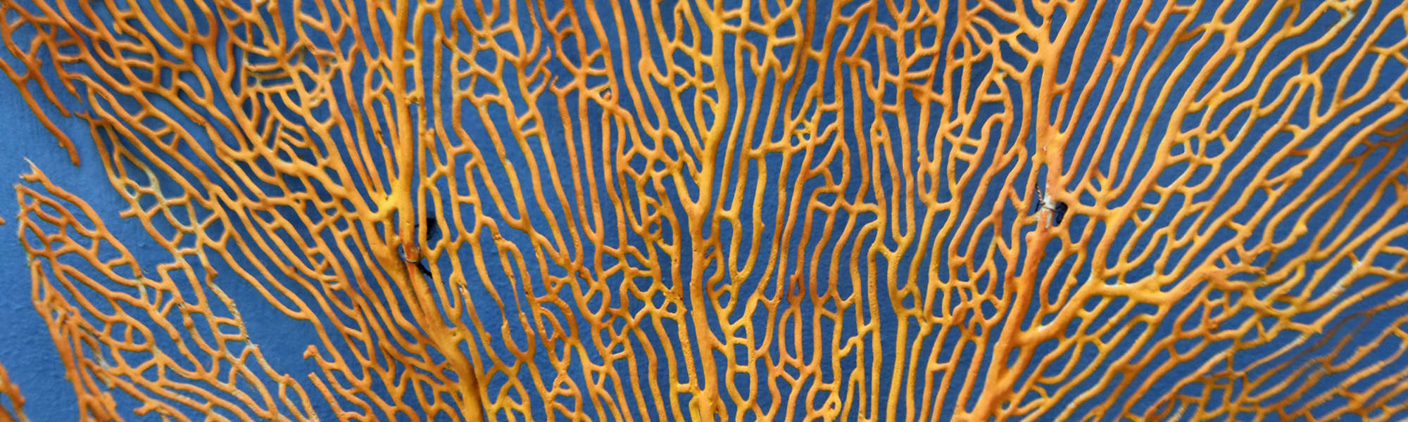 Coral abstract texture yellow