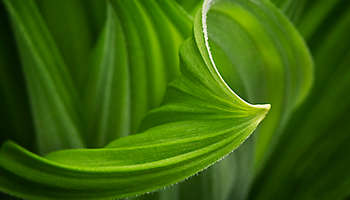 Corn Lily Swirl Banner