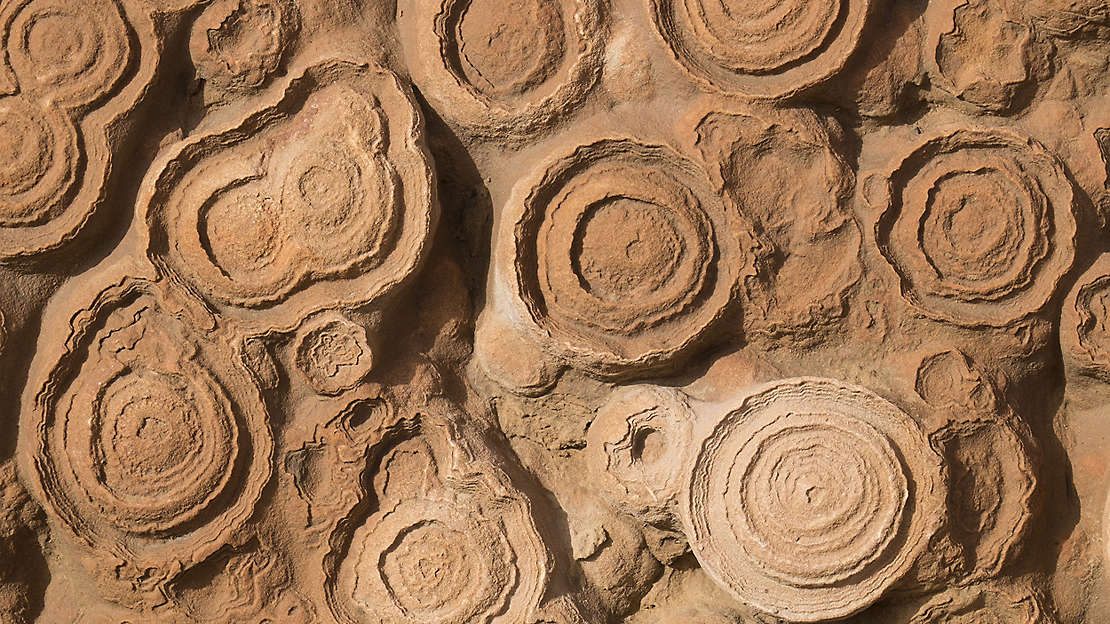 Detail fossils background, clay