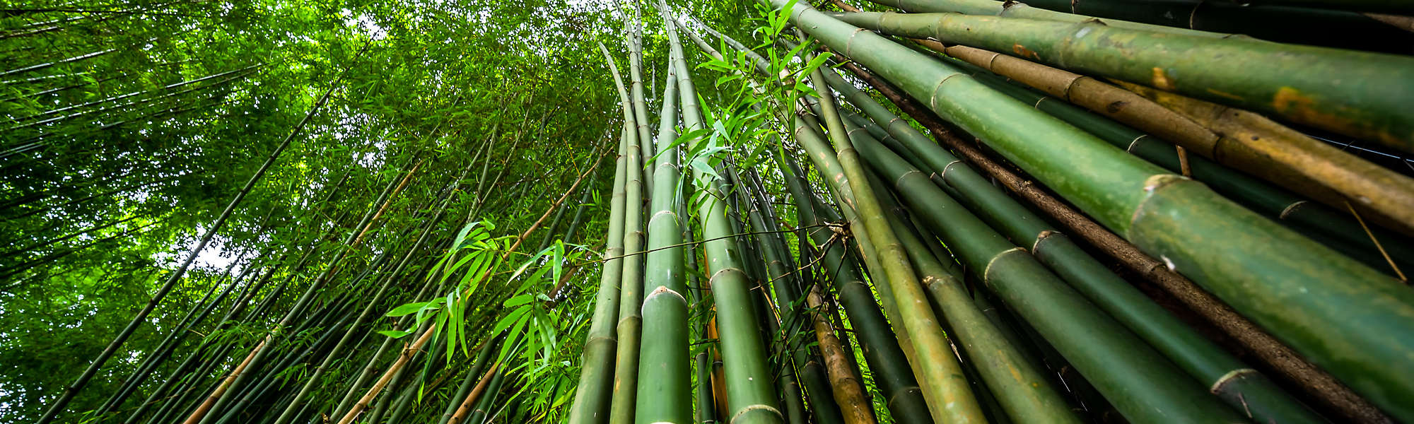 Green bamboo forest nature