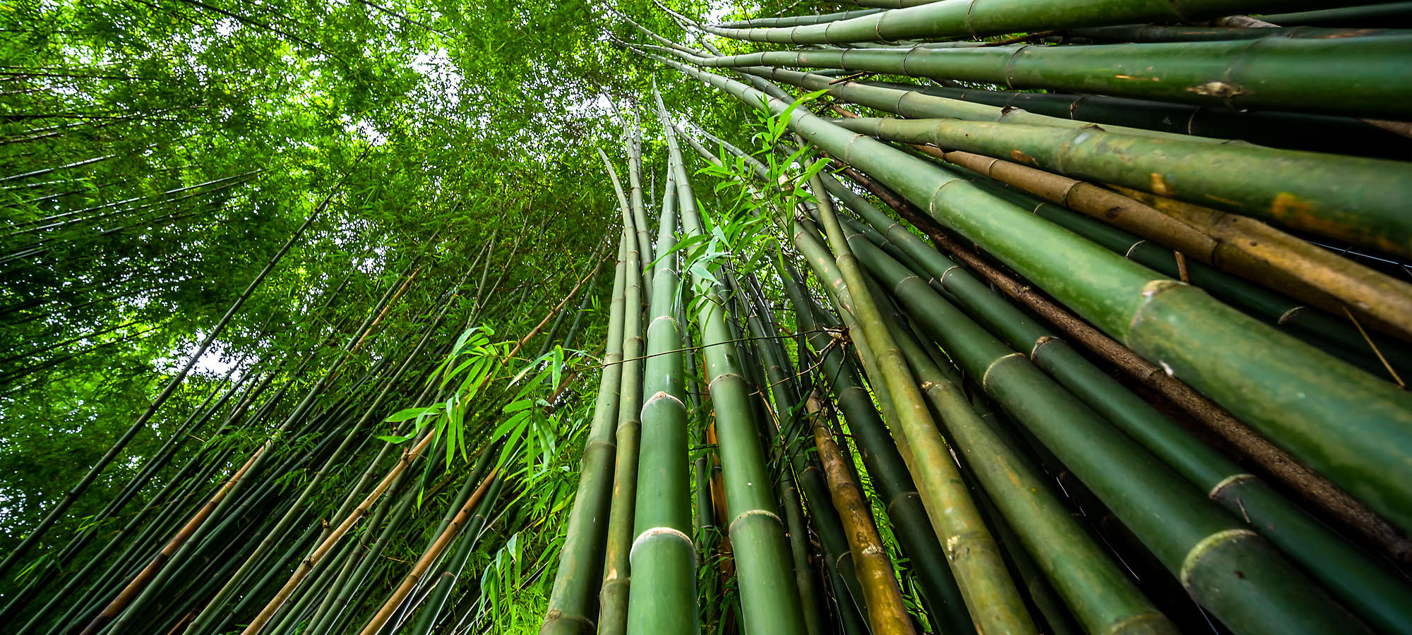 Green bamboo forest nature