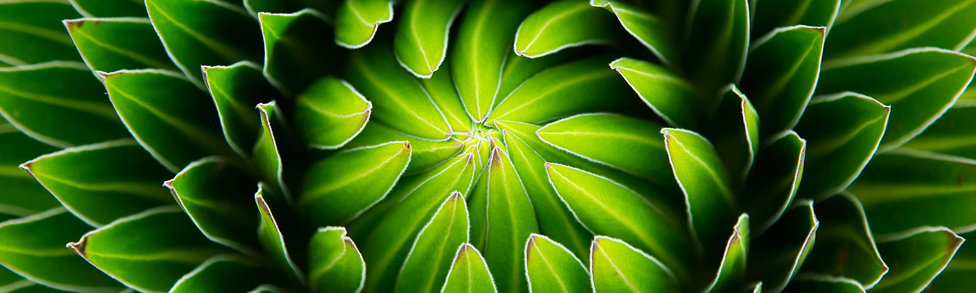 Hiding Lobelia