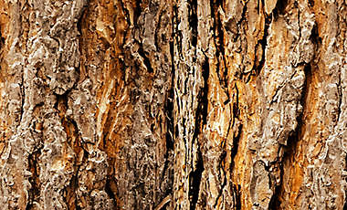 Tree bark closeup