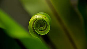 Young leaf tropical ferns