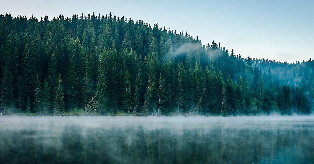 Responsibility MacKay Shields