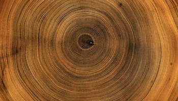 Wooden tree rings trunk