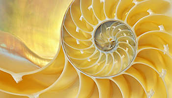 Nautilus shell pattern texture closeup