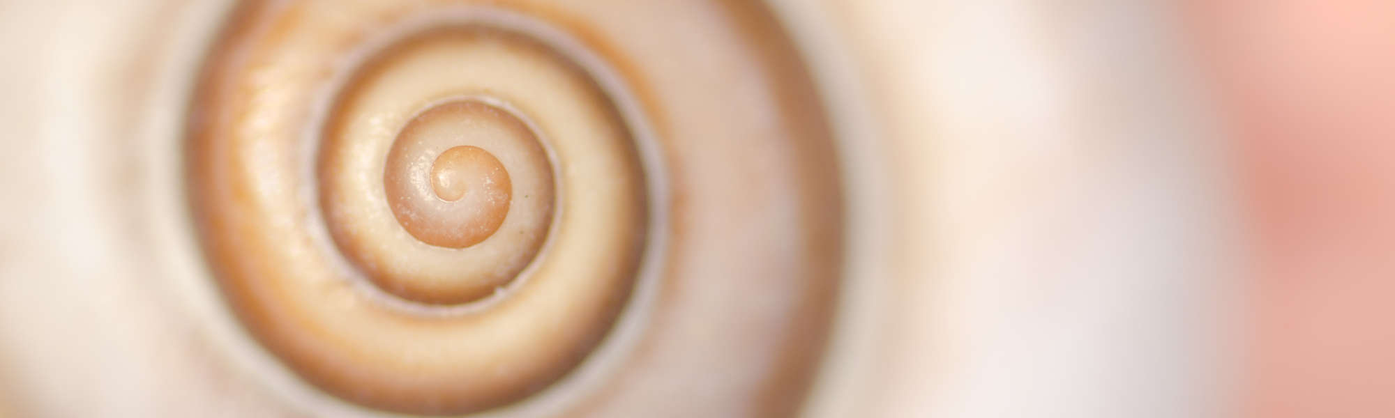 Spiral snail shell macro 