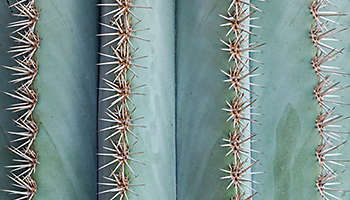 Thorns cactus plant closeup