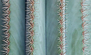 Thorns cactus plant closeup