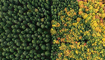 Aerial view green treetops turning color in autumn, Donaueschingen, Baden-Wuerttemberg, Germany