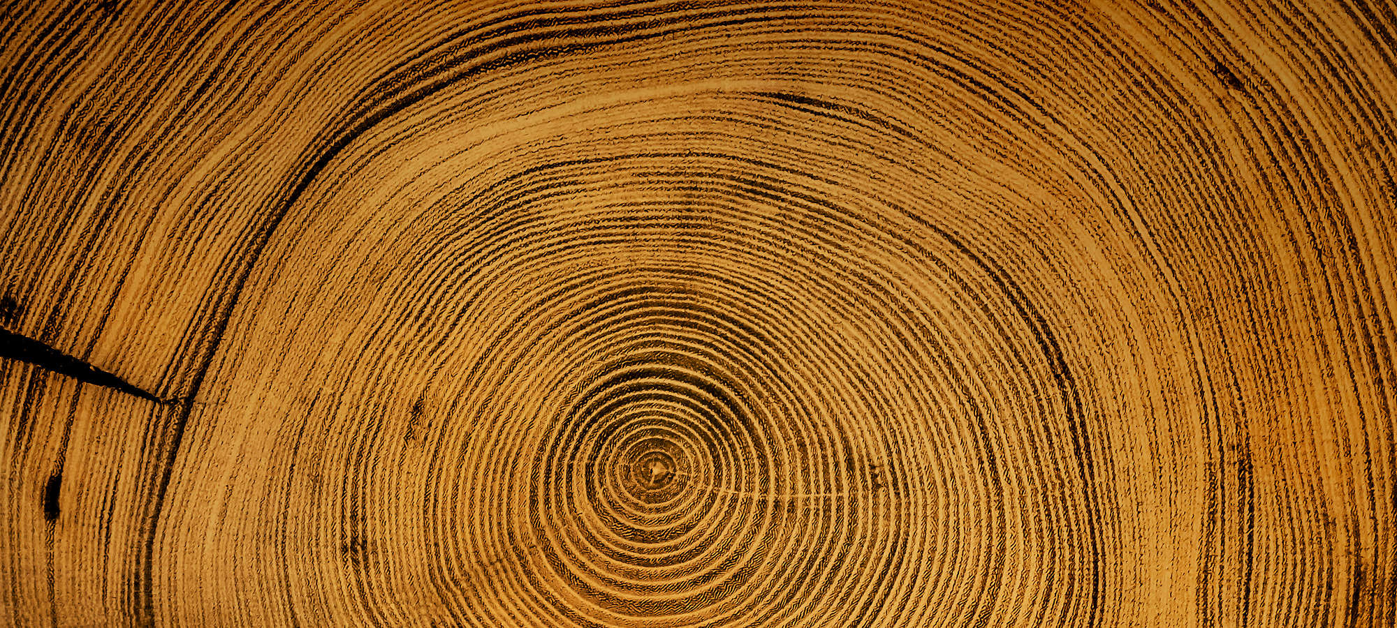 Wooden spiral tree trunk