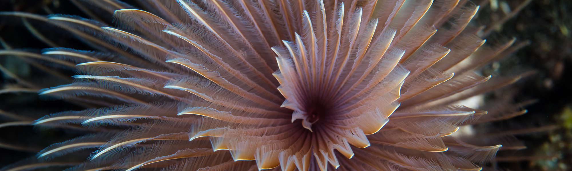 Worm spiral reef Indonesia