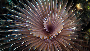 Worm spiral reef Indonesia