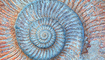 Closeup of ammonite prehistoric fossil