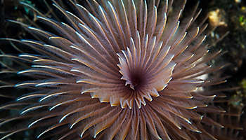 Worm tentacles spiral reef indonesia