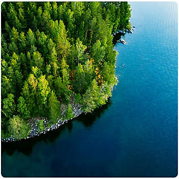 Trees and lake 