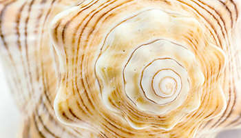 Spiral cockleshell textured background
