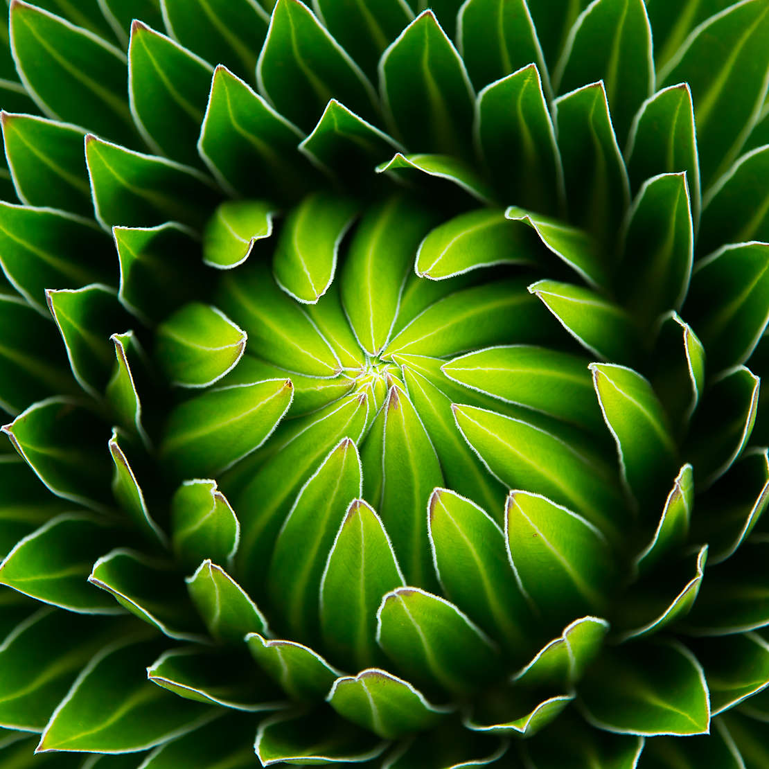 Close-up of a green succulent