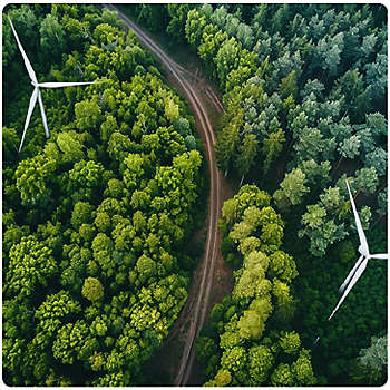 Trees and Windmill